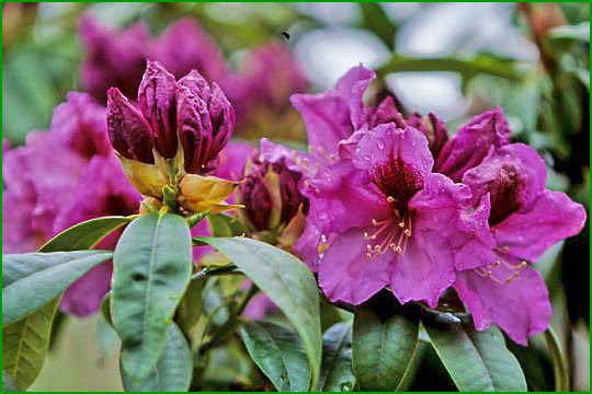 Plum Beautiful plant from Rocky Knoll Farm