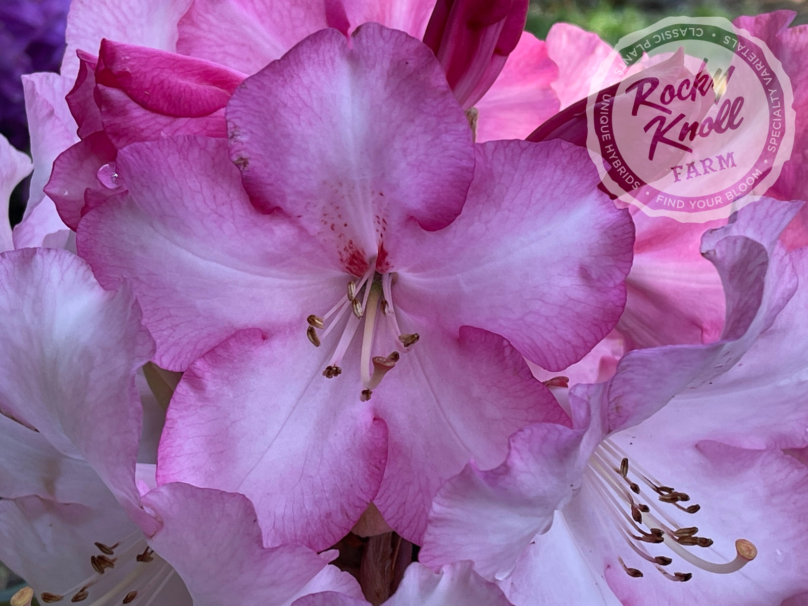 Flower Factory 花柄ブランケット ピンク トルマリンパワーシート Point Defiance - Rocky Knoll Farm