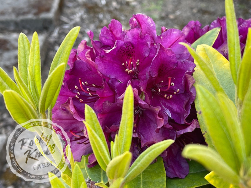 Polarnacht plant from Rocky Knoll Farm