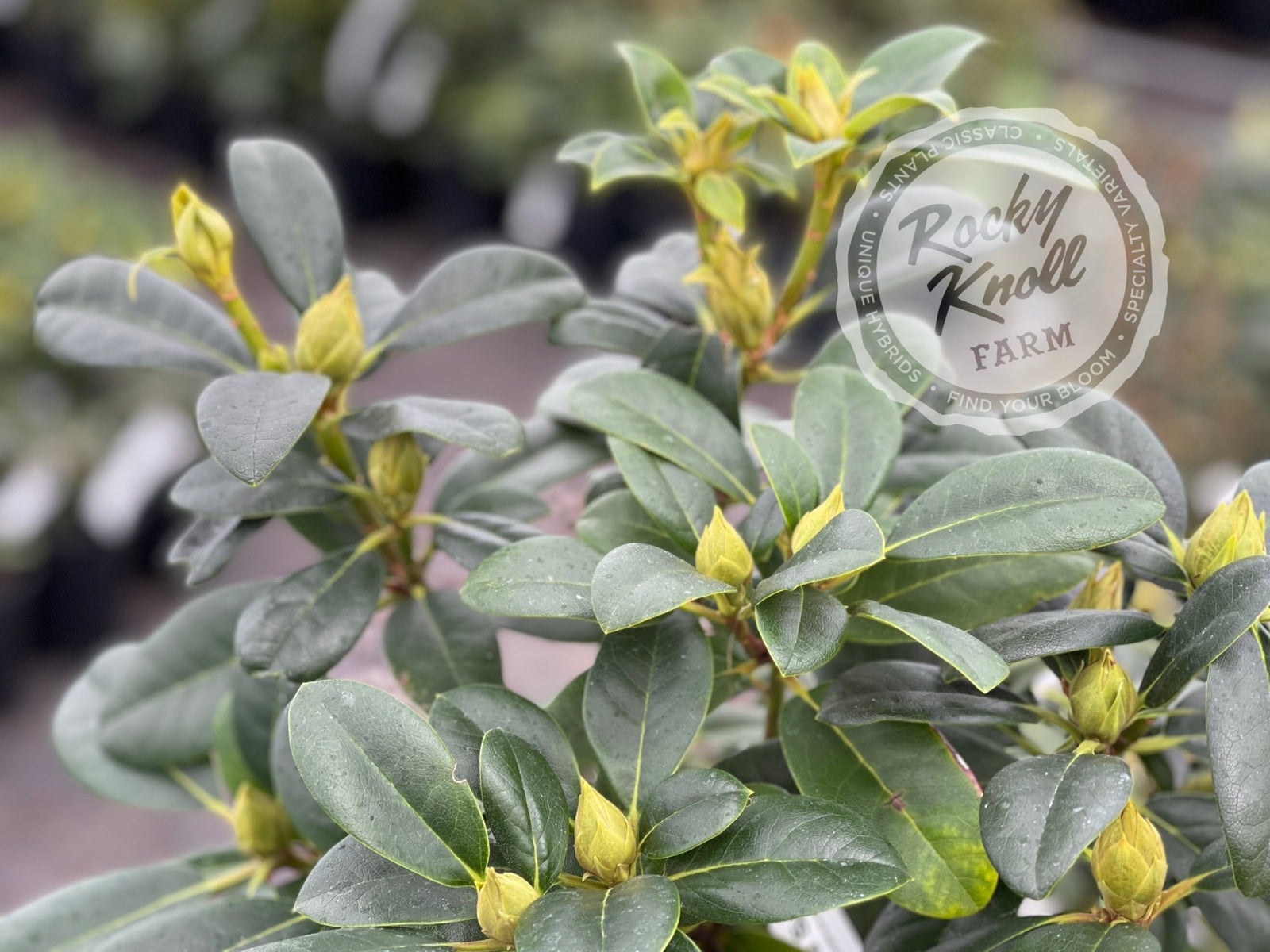 rosymonster POMPON summer OP ブラック　Sサイズ Pomegranate Splash - Rocky Knoll Farm