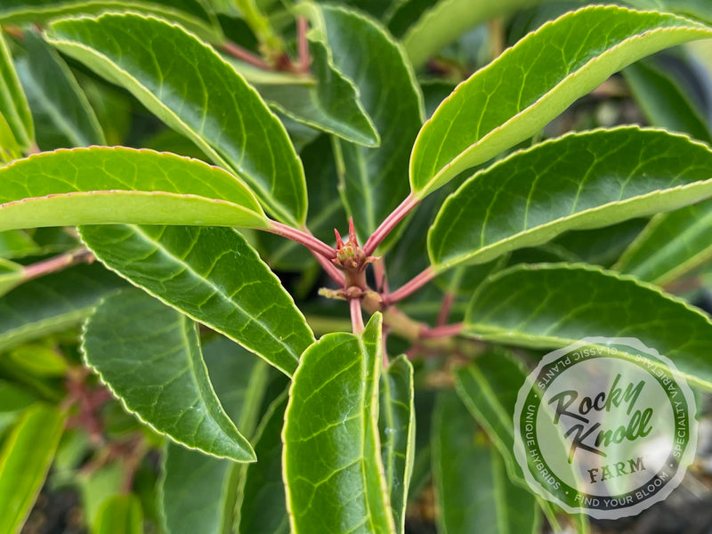 Portuguese Laurel - Prunus lusitanica plant from Rocky Knoll Farm
