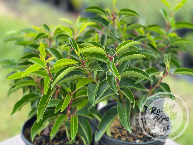 Portuguese Laurel - Prunus lusitanica plant from Rocky Knoll Farm