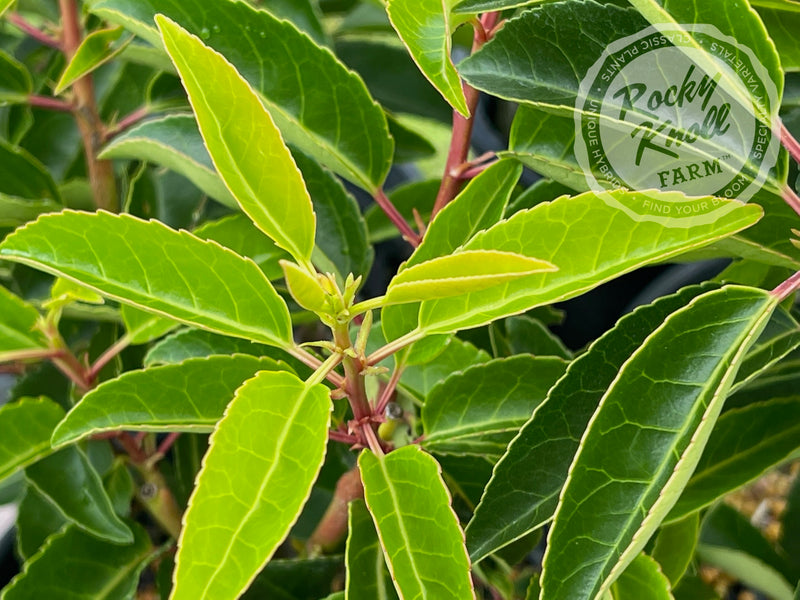 Portuguese Laurel - Prunus lusitanica plant from Rocky Knoll Farm