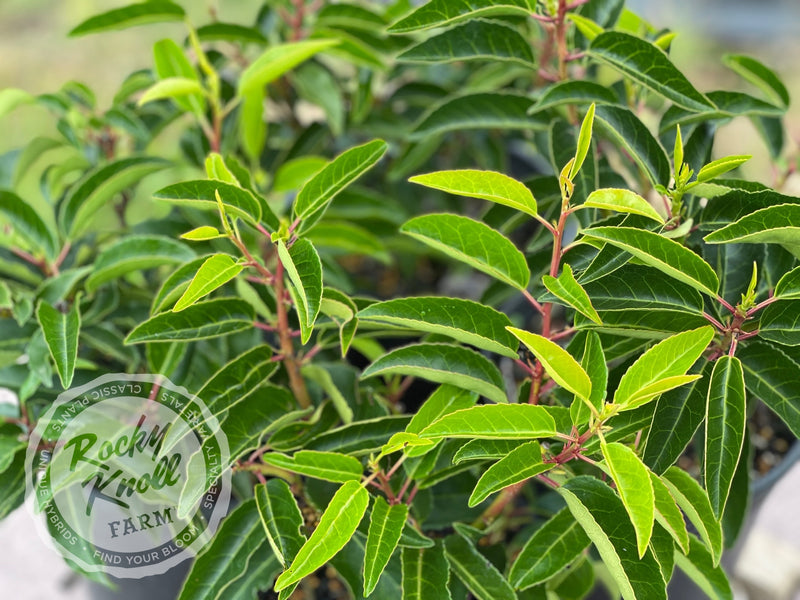 Portuguese Laurel - Prunus lusitanica plant from Rocky Knoll Farm