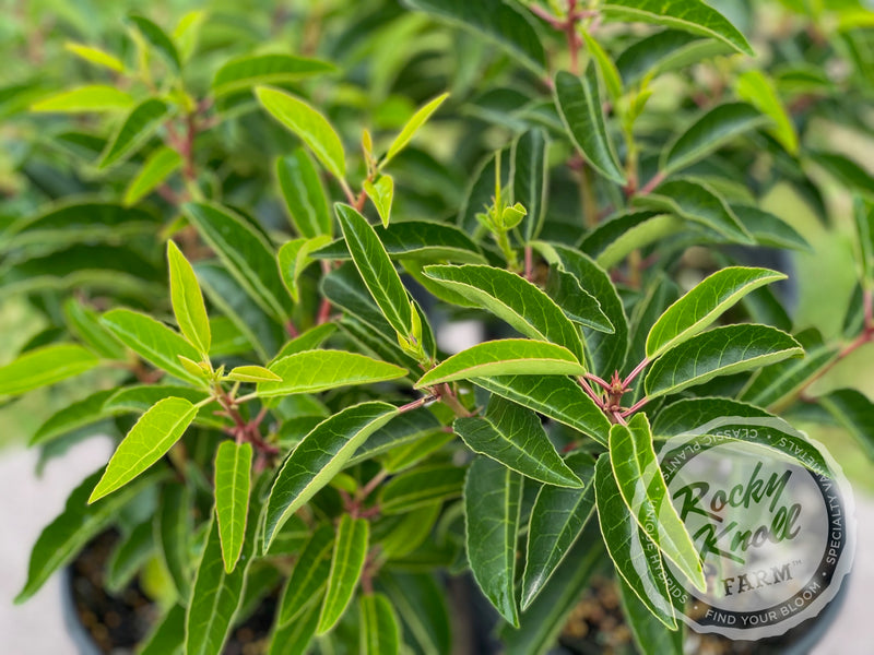 Portuguese Laurel - Prunus lusitanica plant from Rocky Knoll Farm