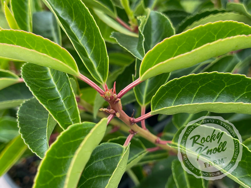 Portuguese Laurel - Prunus lusitanica plant from Rocky Knoll Farm