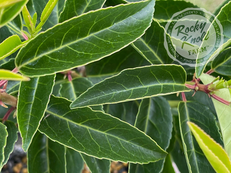 Portuguese Laurel - Prunus lusitanica plant from Rocky Knoll Farm