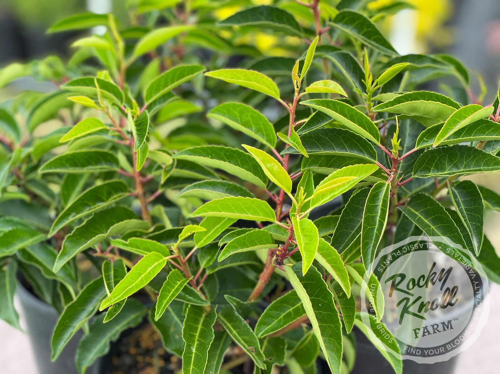 Portuguese Laurel - Prunus lusitanica