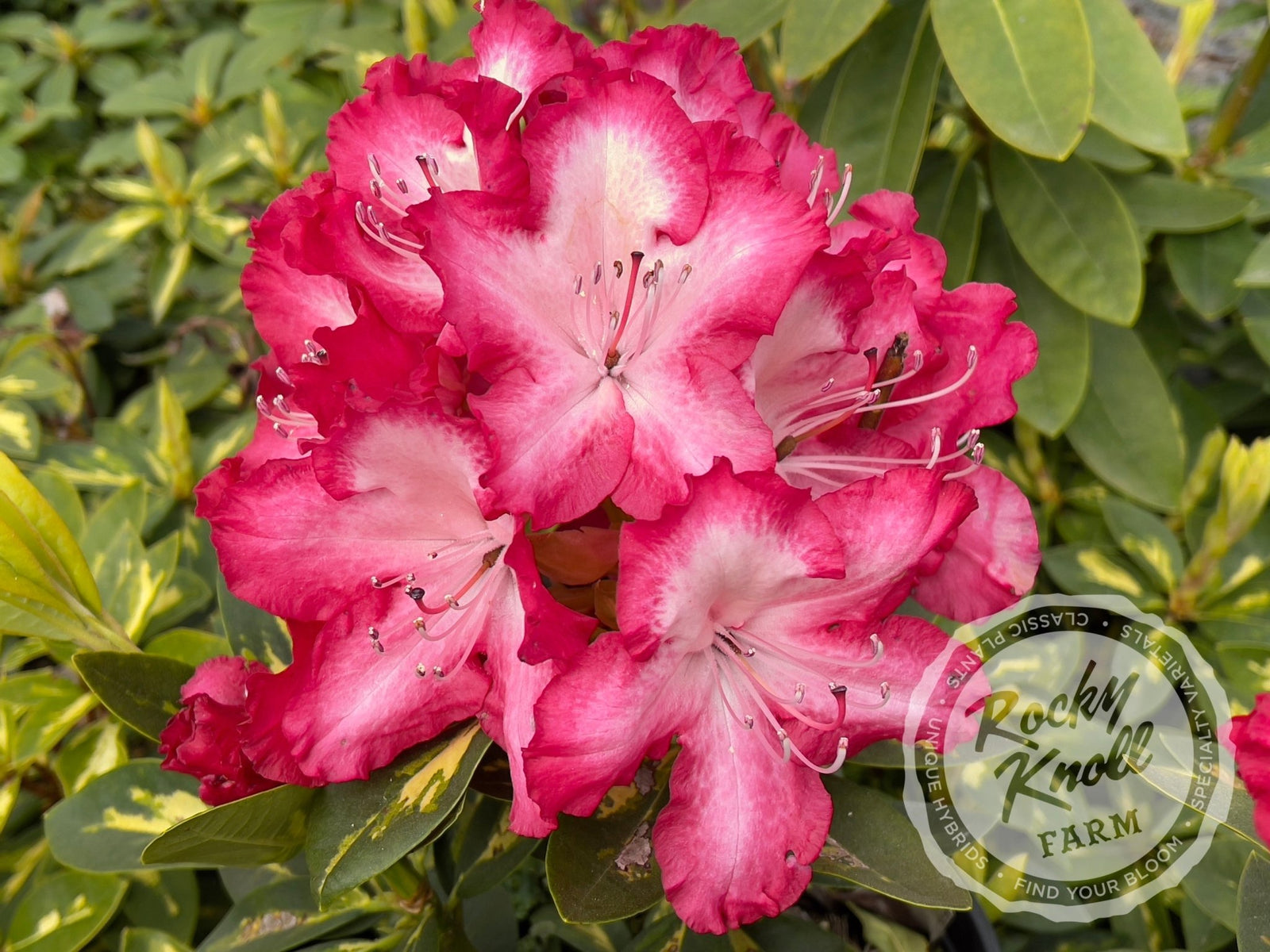 President Roosevelt - Rocky Knoll Farm