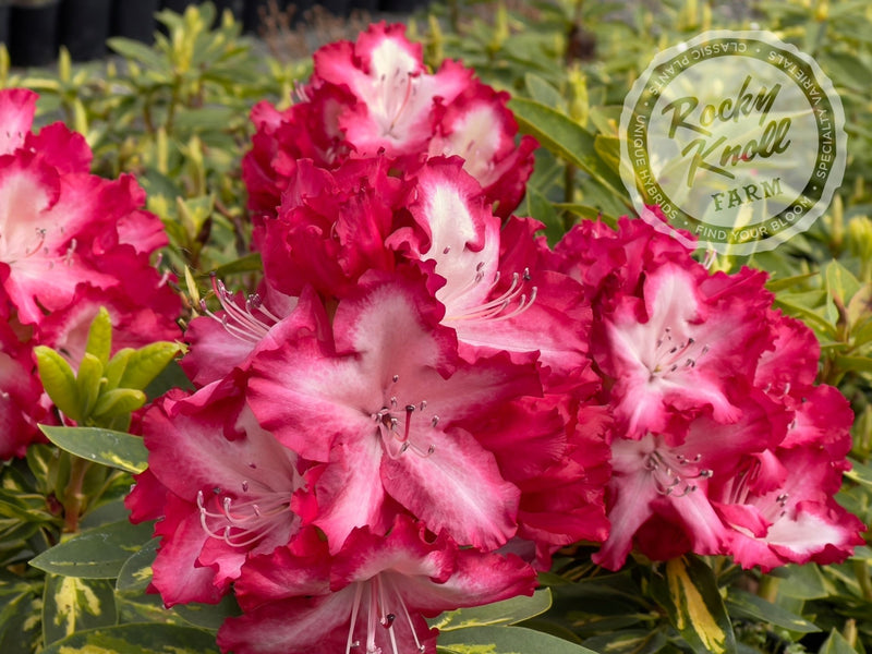 President Roosevelt plant from Rocky Knoll Farm