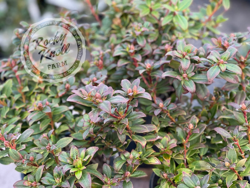 Princess Anne plant from Rocky Knoll Farm