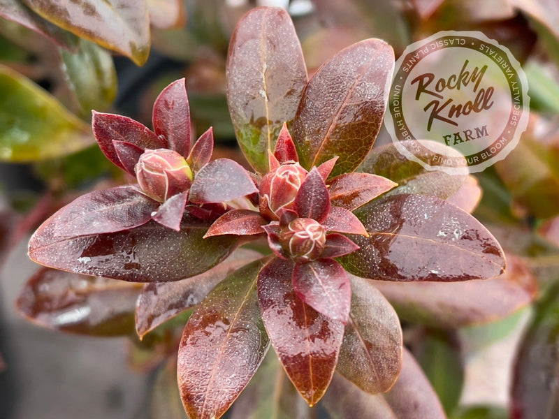 Princess Anne plant from Rocky Knoll Farm
