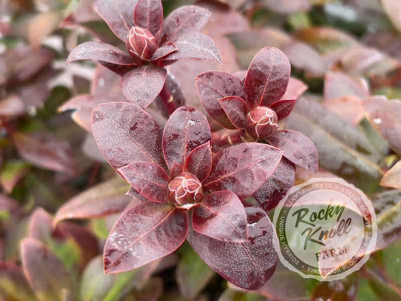 Princess Anne plant from Rocky Knoll Farm
