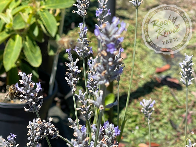 provence lavender plant Provence Lavender