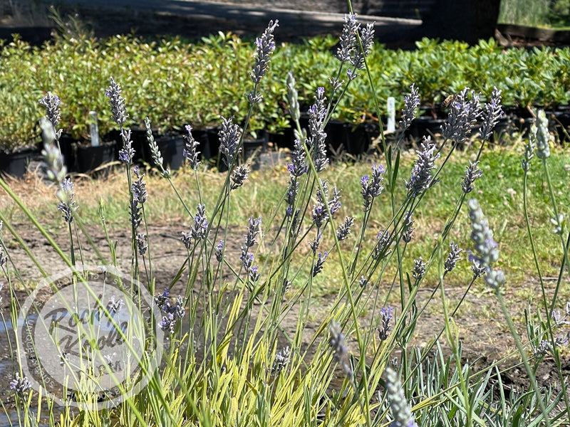 planting provence lavender Provence Lavender