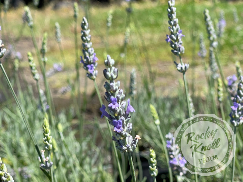Provence Lavender plant from Rocky Knoll Farm
