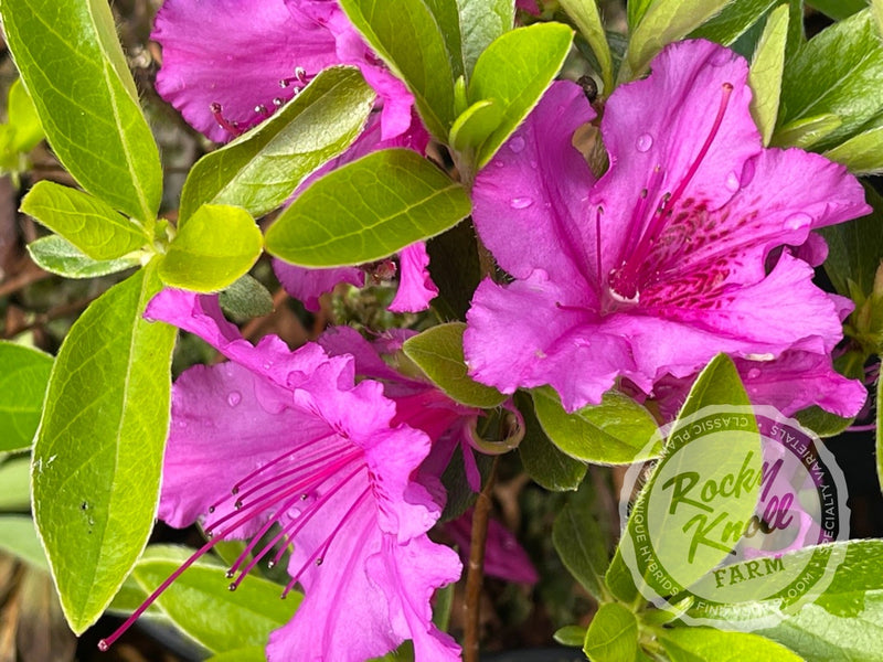 Purple Splendor plant from Rocky Knoll Farm