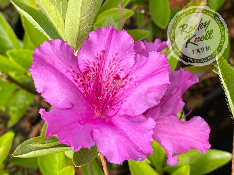 Purple Splendor plant from Rocky Knoll Farm