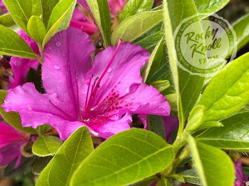Purple Splendor plant from Rocky Knoll Farm