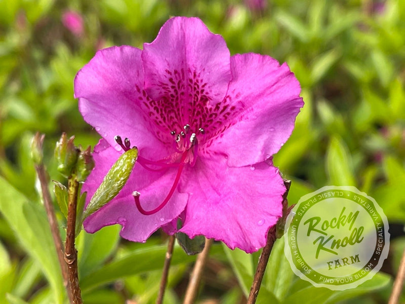 Purple Splendor plant from Rocky Knoll Farm