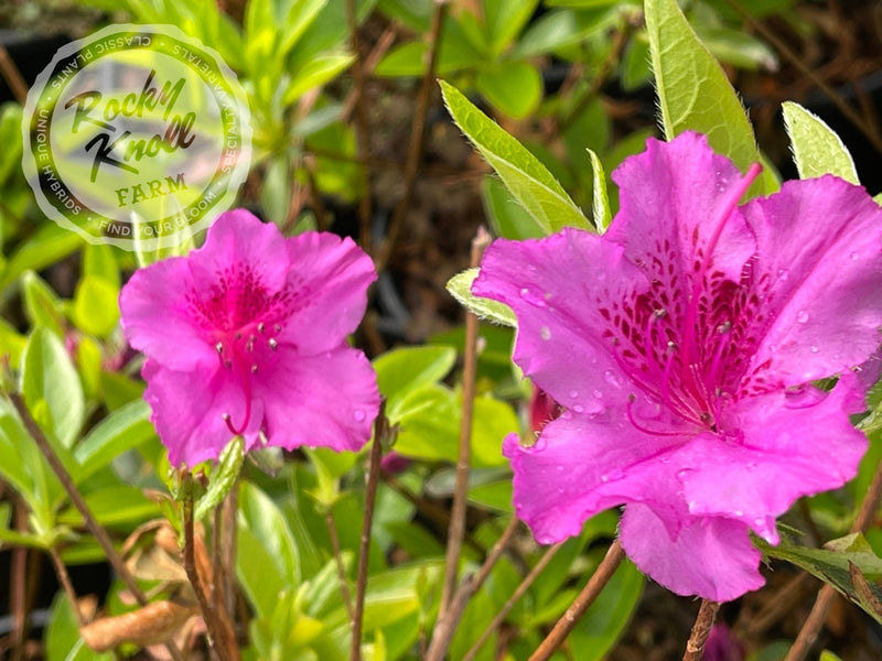 Purple Splendor plant from Rocky Knoll Farm