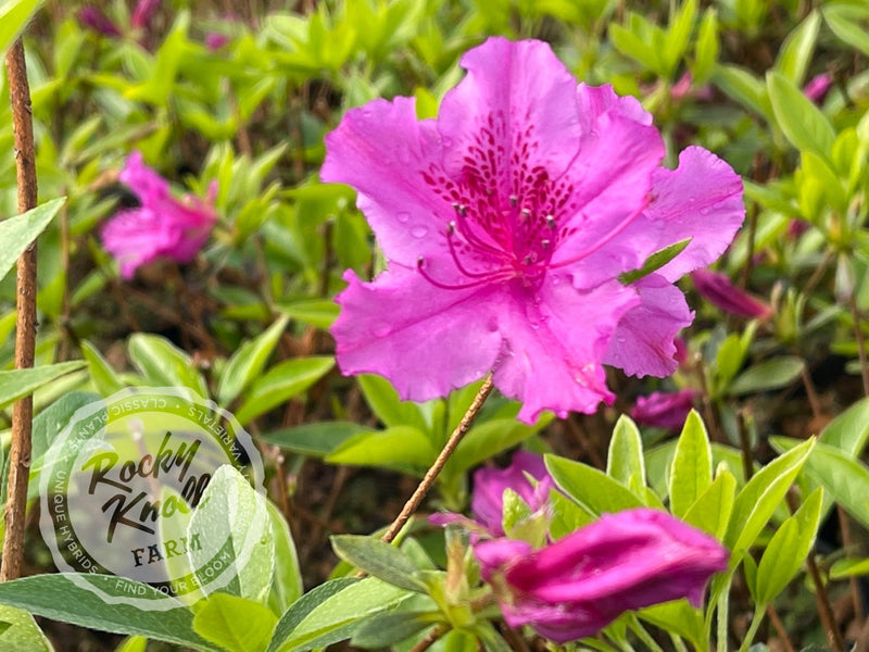 Purple Splendor plant from Rocky Knoll Farm