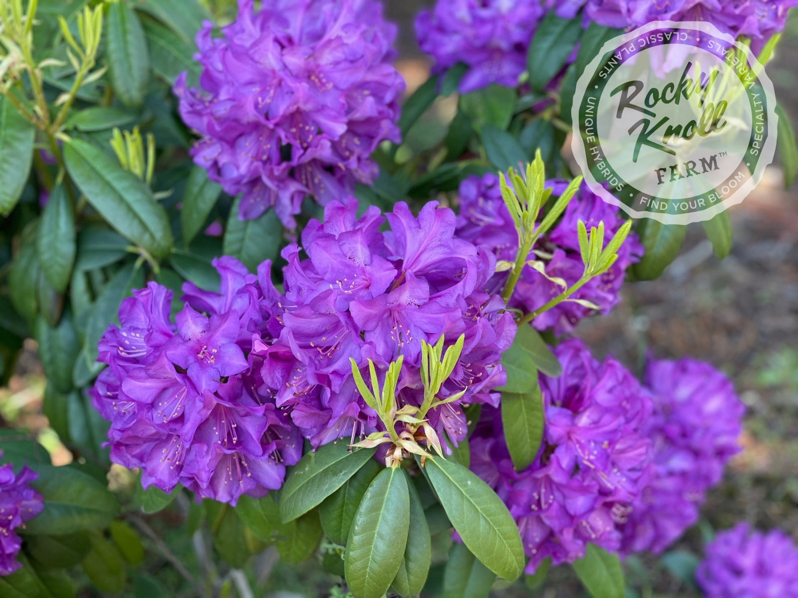 bonbonero ボンボネロ　パープル Purple Passion - Rocky Knoll Farm