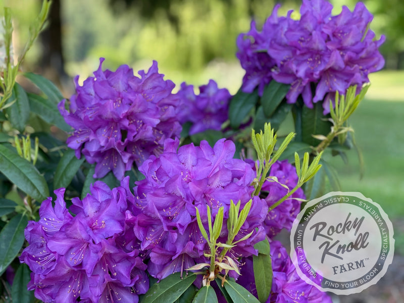 Purple Passion plant from Rocky Knoll Farm