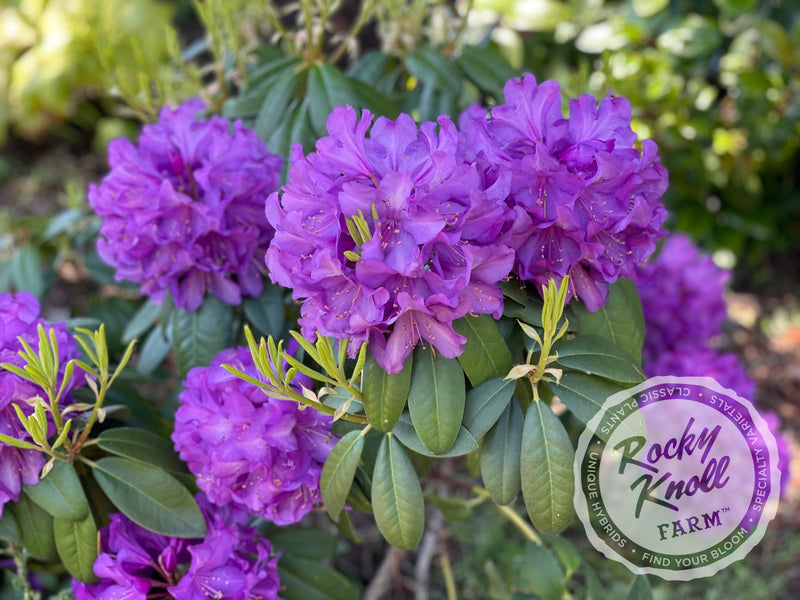 Purple Passion plant from Rocky Knoll Farm