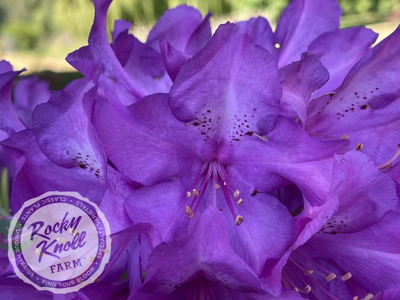 Purple Passion plant from Rocky Knoll Farm