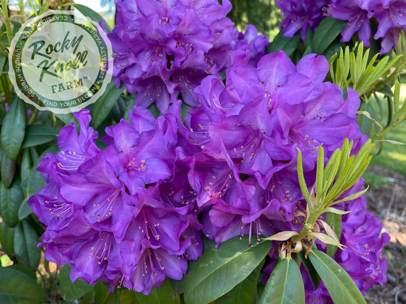 Purple Passion plant from Rocky Knoll Farm