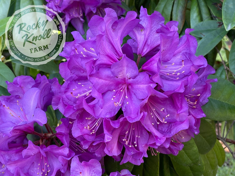 Purple Passion plant from Rocky Knoll Farm