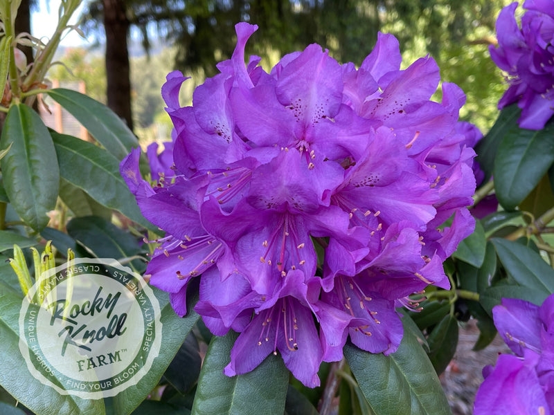 Purple Passion plant from Rocky Knoll Farm