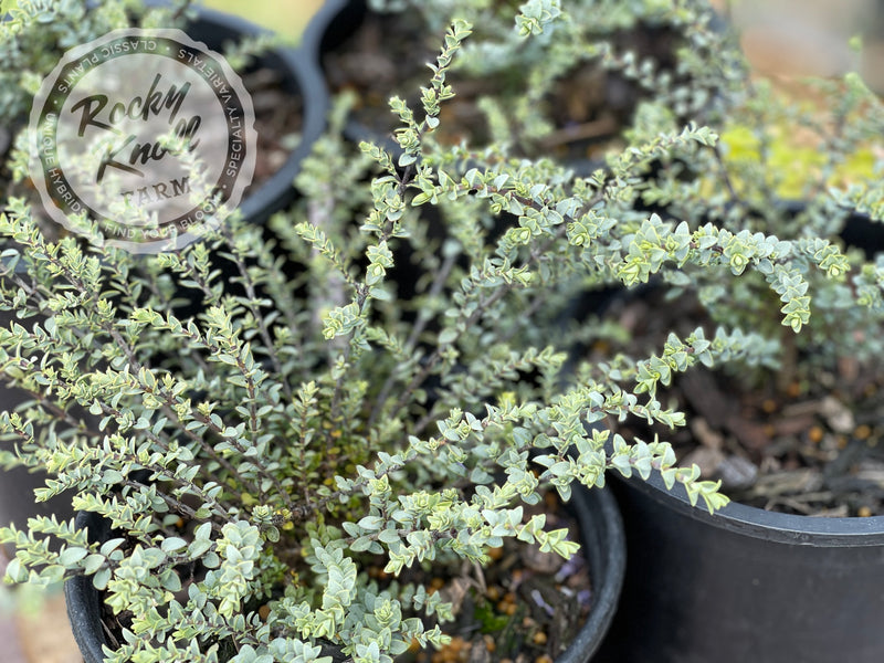 Quicksilver Hebe plant from Rocky Knoll Farm