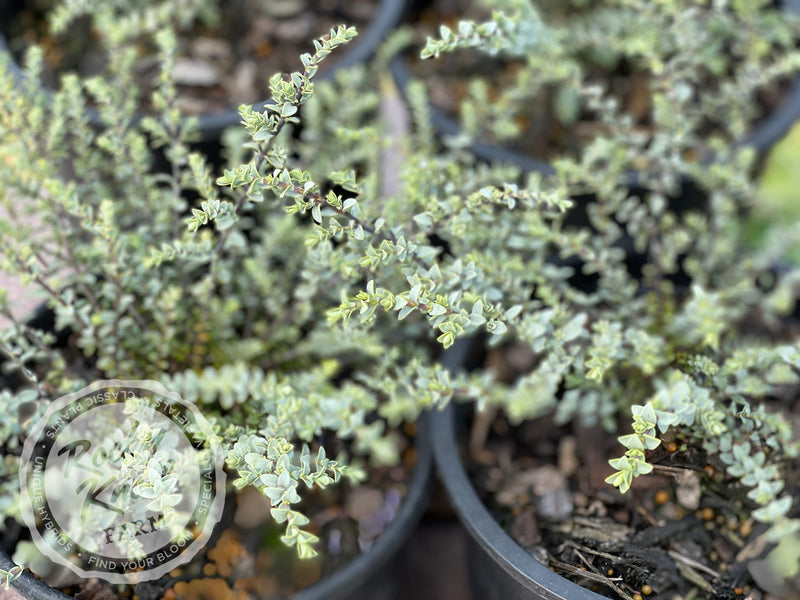 Quicksilver Hebe plant from Rocky Knoll Farm