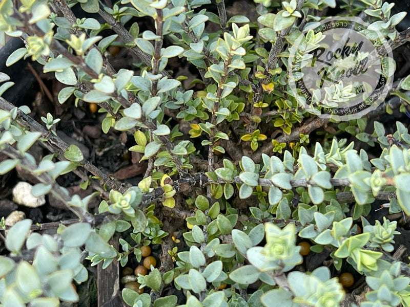 Quicksilver Hebe plant from Rocky Knoll Farm