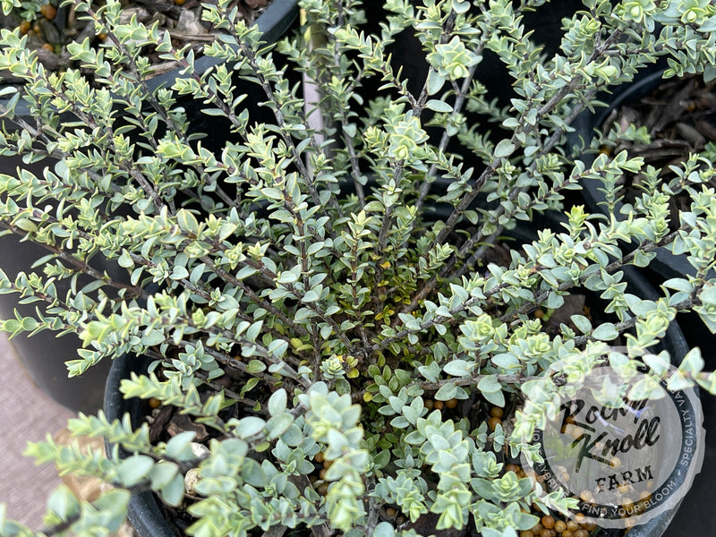 Quicksilver Hebe plant from Rocky Knoll Farm