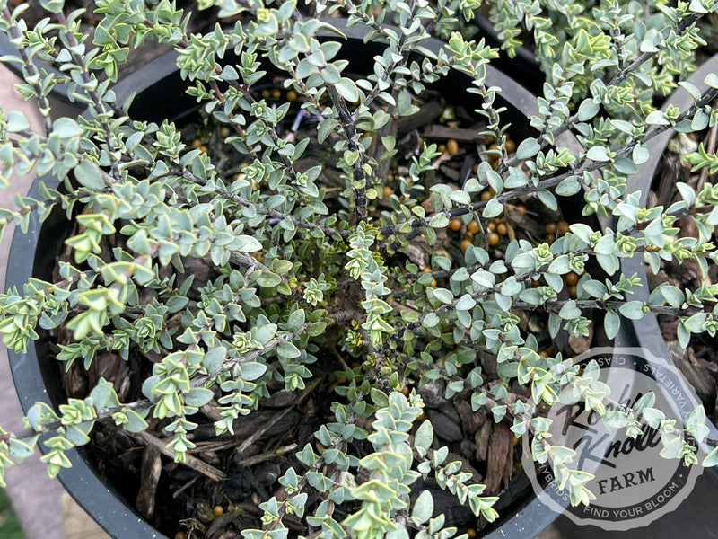 Quicksilver Hebe plant from Rocky Knoll Farm