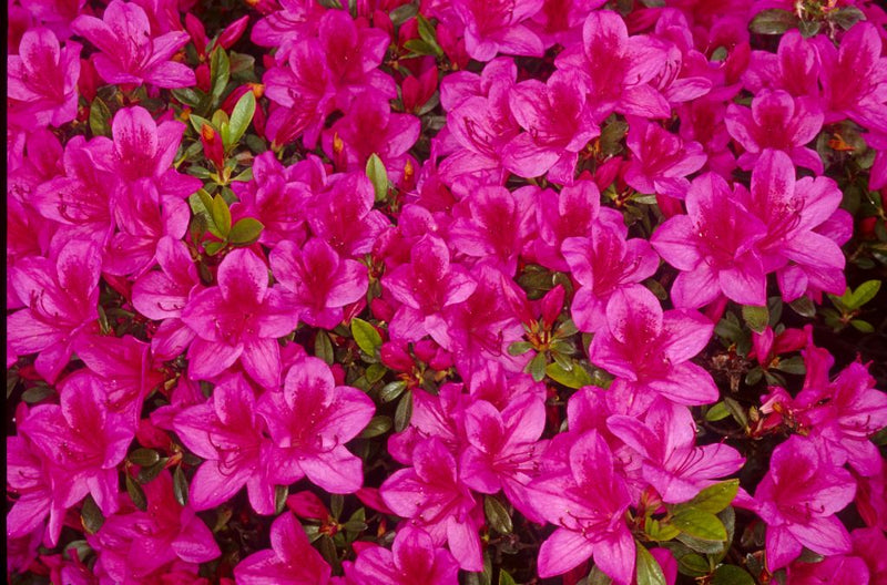 Glamour plant from Rocky Knoll Farm