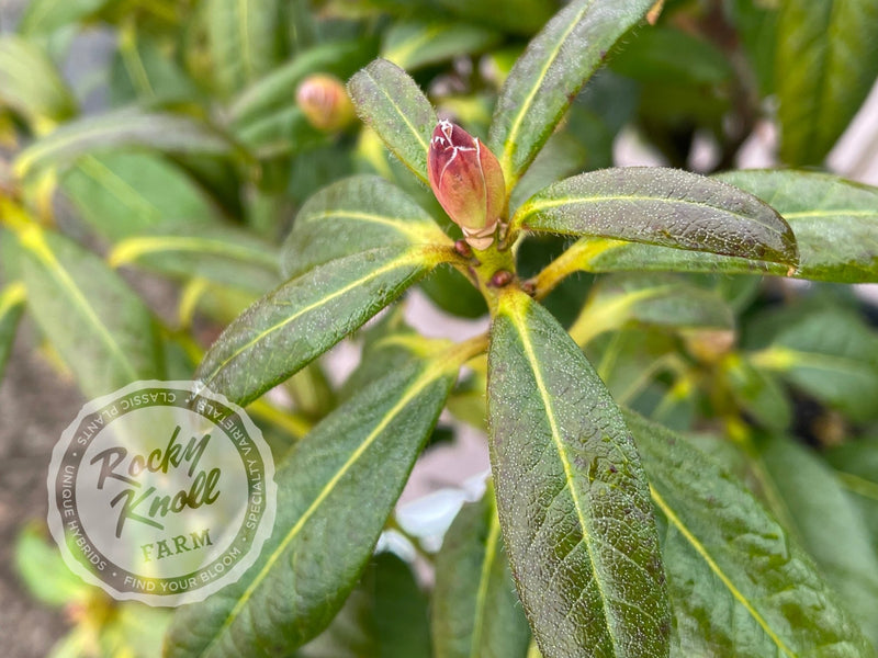 R. burmanicum x R. lindleyi plant from Rocky Knoll Farm