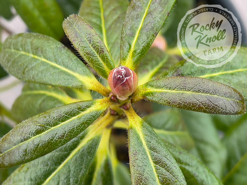 R. burmanicum x R. lindleyi plant from Rocky Knoll Farm