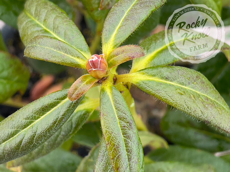 R. burmanicum x R. lindleyi plant from Rocky Knoll Farm