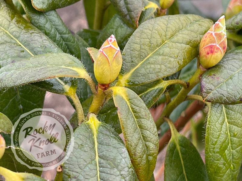 R. burmanicum x R. lindleyi plant from Rocky Knoll Farm