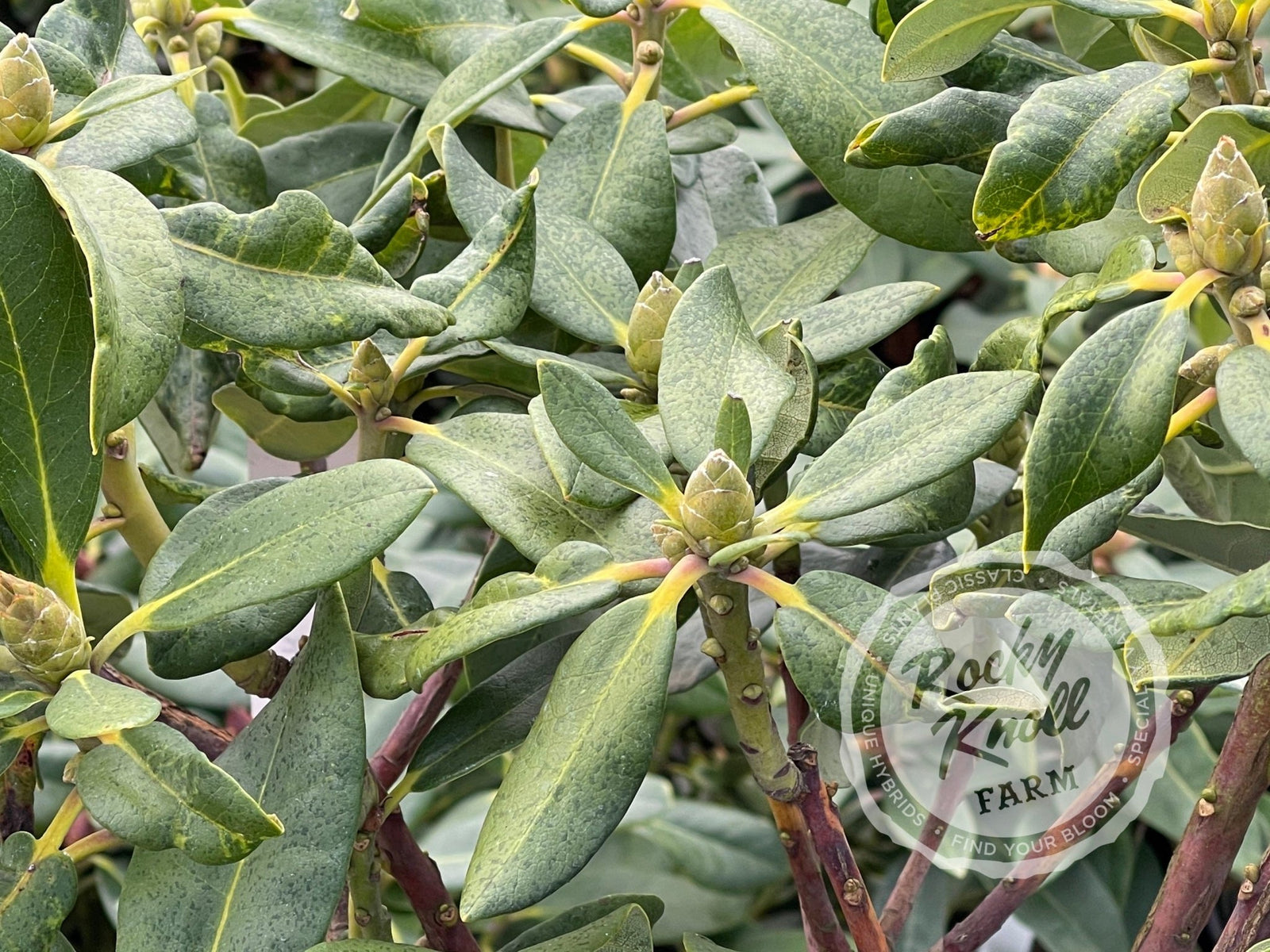 R. decorum