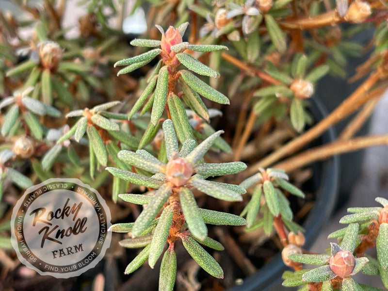 R. fastigiatum plant from Rocky Knoll Farm
