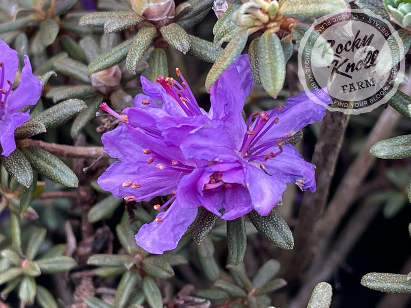 R. fastigiatum plant from Rocky Knoll Farm