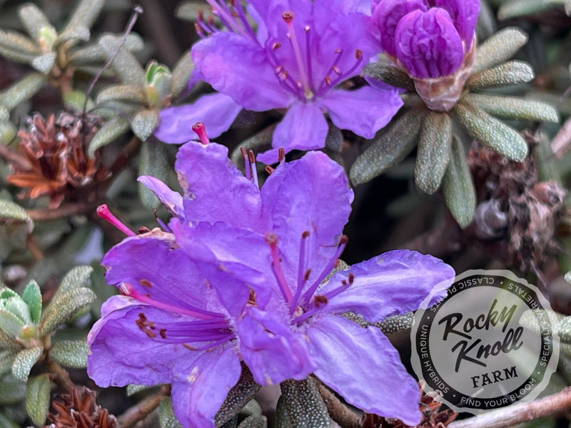 R. fastigiatum plant from Rocky Knoll Farm