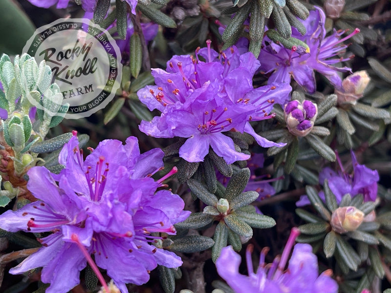 R. fastigiatum plant from Rocky Knoll Farm