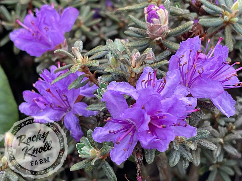 R. fastigiatum plant from Rocky Knoll Farm