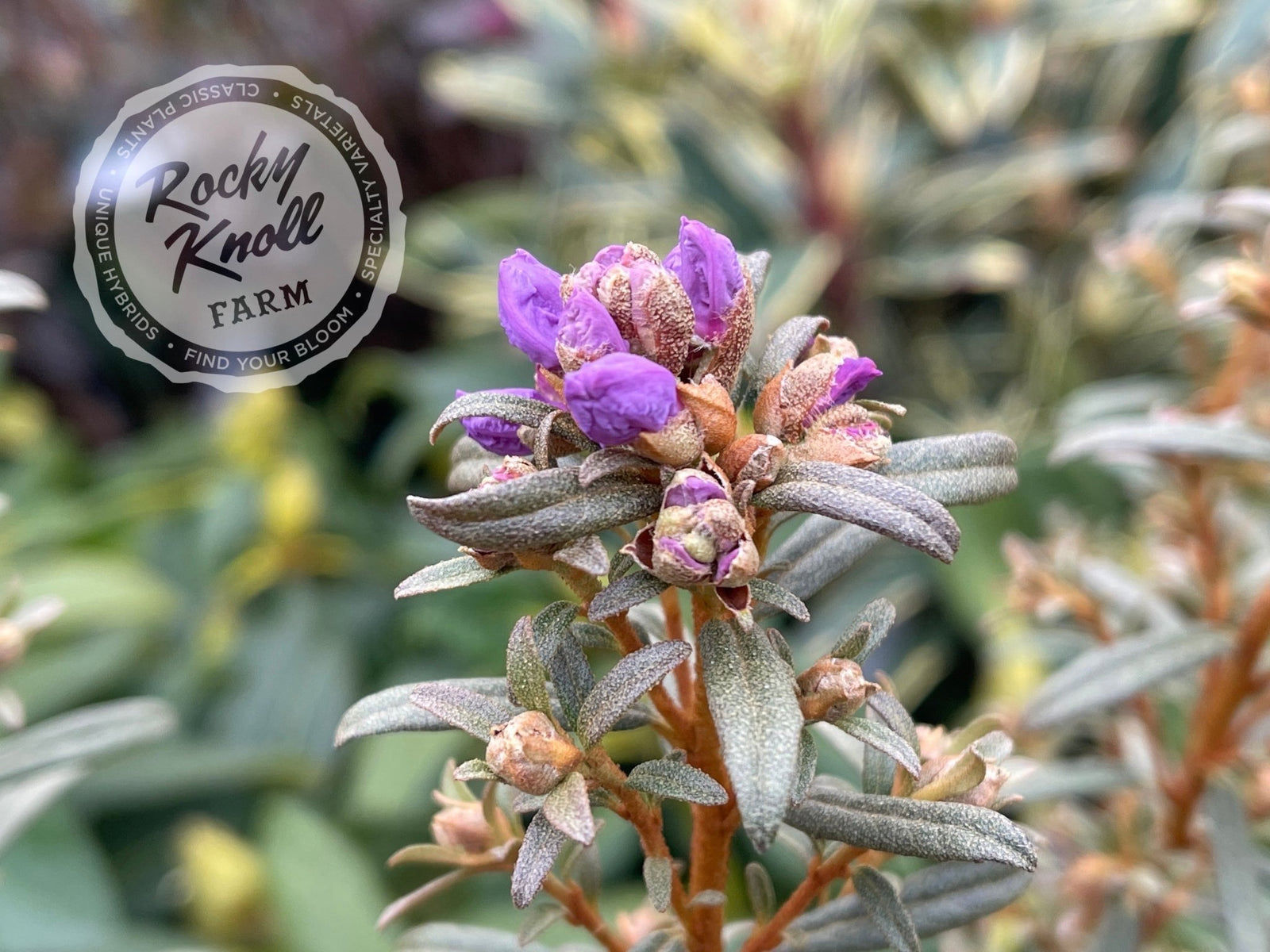 ヒッポフェアオイデス/R.hippophaeoides【現品発送】管理80371 R. hippophaeoides - Rocky Knoll Farm